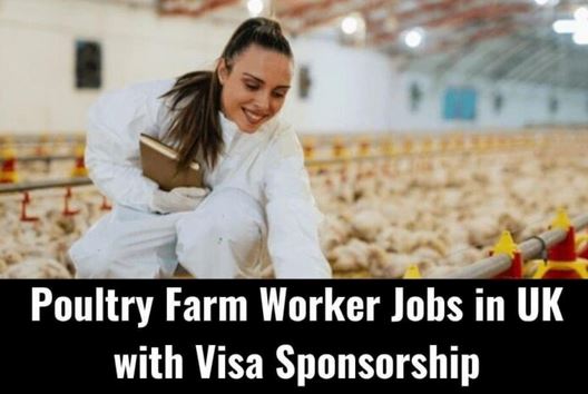 Poultry Farm Worker Jobs in UK